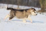 ALASKAN MALAMUTE 267